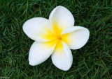 Frangipani II