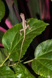 Lizard in Shoe Black Tree