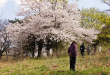 Cherry Blossoms - 3