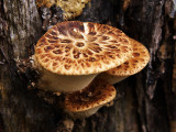 Fungi 2