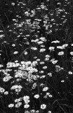 Sidewalk Daisies