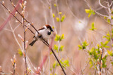 Sparrow on a cold Aprils day