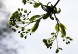 Maple Blossoms