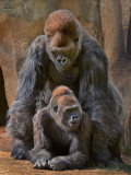 Gorilla Love