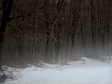 Late winter ground mist.