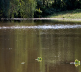 Hurricane/Tropical Storm Irene