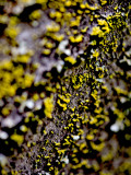 Lichen on Japanese Maple