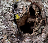 Lichen on Japanese Maple #2