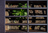 Jailed