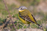 Gele Kwikstaart / Blue-headed Wagtail