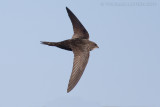 Gierzwaluw / Common Swift