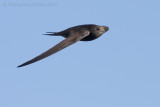 Gierzwaluw / Common Swift