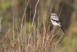 Klapekster / Great Grey Shrike