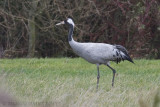 Kraanvogel / Common Crane