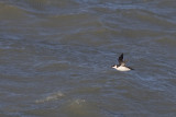 Alk / Razorbill