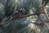 Kleine Bonte Specht / Lesser Spotted Woodpecker