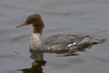 Grote Zaagbek / Goosander