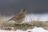 Veldleeuwerik / Sky Lark