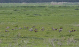 Rosse Grutto / Bar-tailed Godwit