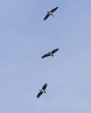 Zwarte Ooievaar / Black Stork