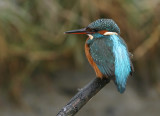 IJsvogel / Kingfisher