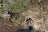 Animals from Sky 2