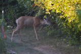 Avon 56  5218 Deer come thru the property on a regular basis</b>