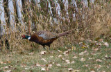 Pheasant  5409