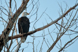 American Bald Eagle  5694