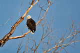 5773 Adult  Bald Eagle