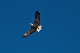 eagle 5842