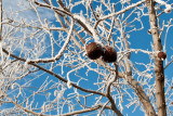 Avon 233  5859 A few  black walnuts that didnt fall