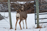 deer 14  5948.jpg