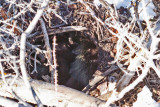 6144 Not sure what this is but it lives in this rather large nest down by the river