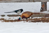 Pheasant 6204
