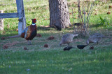6477 Rooster and Hen Pheasants