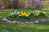 6503  Daffodils