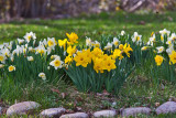 6504  Daffodils