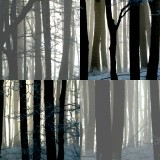 collage2.jpg