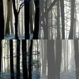 collage4.jpg