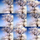 collage24.jpg