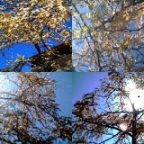 collage40.jpg
