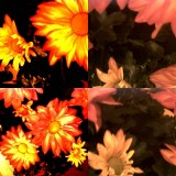 collage46.jpg