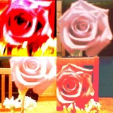 collage75.jpg