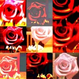 collage80.jpg