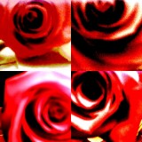 collage83.jpg