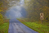 Wooded Lane by Phil 