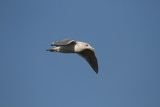 ThayersGull_ad_Petaluma_CA_20110126_041.JPG