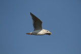 ThayersGull_ad_Petaluma_CA_20110126_042.JPG