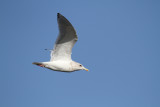 ThayersGull_ad_Petaluma_CA_20110126_044.JPG